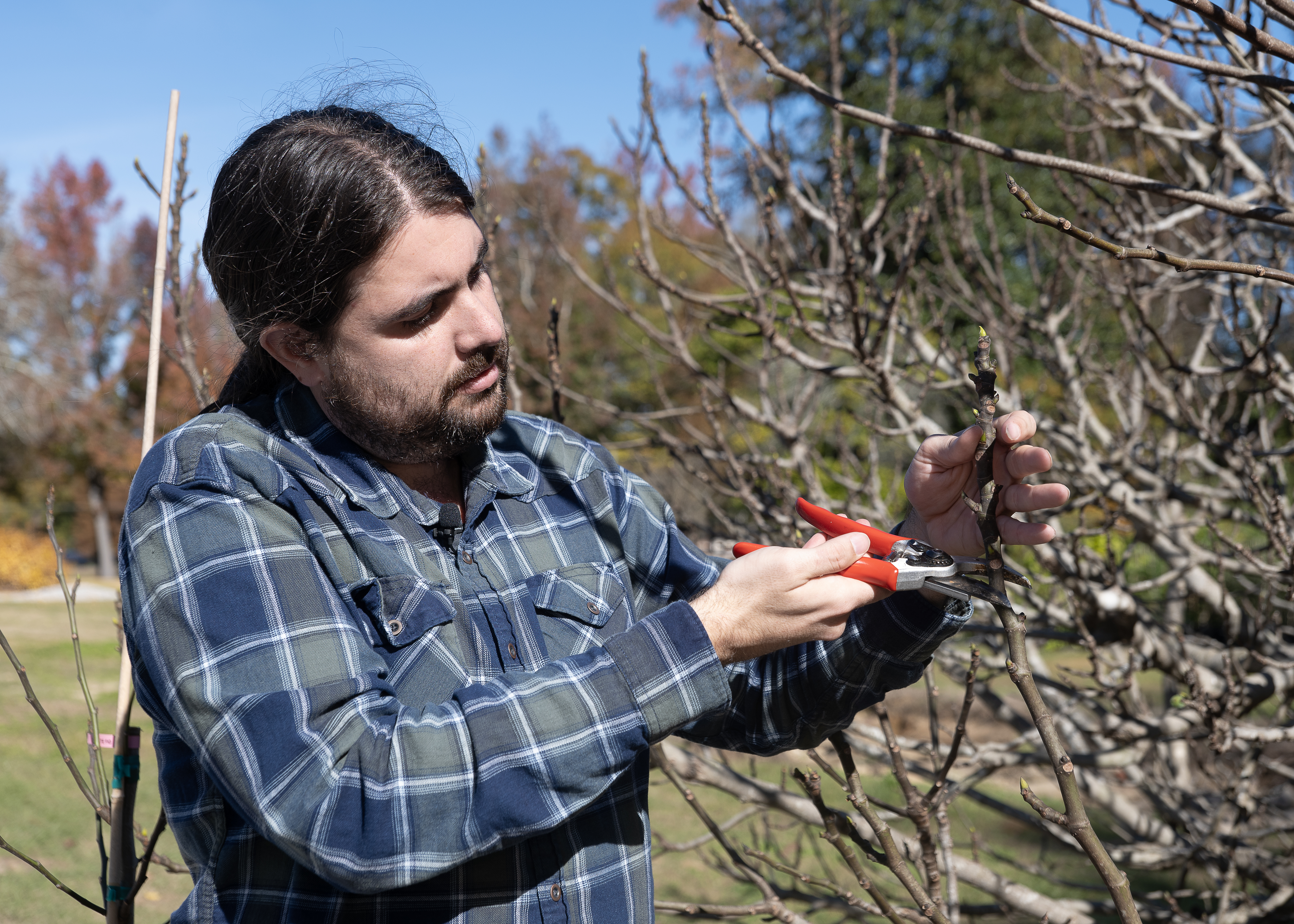 Man holding pruners standing next to fig tree.